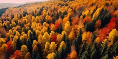 autunno foresta uccelli occhio Visualizza foto