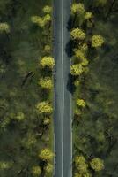 primavera fiori lungo il strada Visualizza a partire dal sopra foto