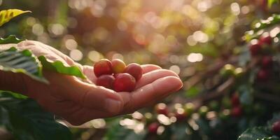 caffè fagioli nel palme foto