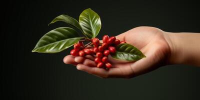 caffè fagioli nel palme foto