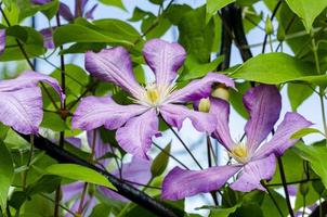 fiori di clematide lilla su sfondo di cespuglio verde foto