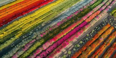 aereo Visualizza di fioritura fiori foto