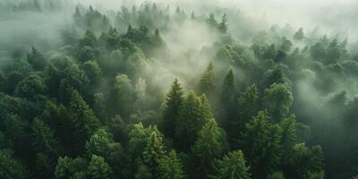 nebbia nel foresta aereo Visualizza foto