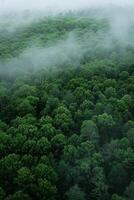 nebbia nel foresta aereo Visualizza foto