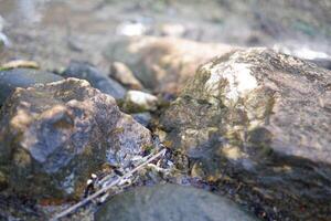 fotografia di vicino su di bianca muschioso rocce nel il fiume foto