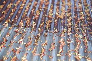 fotografia di sfondo struttura di emorroidi di tamarindo fiori su zinco foto