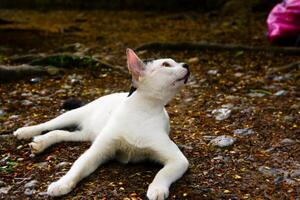 fotografia di un' bianca domestico gatto rilassante su il terra foto