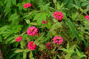 fotografia di zinnia peruviana fiore impianti nel il giardino nel il mattina foto