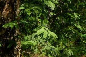 fotografia di tamarindo le foglie su un' albero con un' naturale sfondo foto