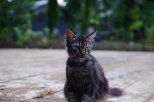 ritratto di un' nero giovanile angora gatto con di spessore pelliccia e un adorabile viso foto