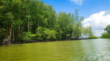 fotografia di naturale mangrovia foreste su il bordo di il mare foto