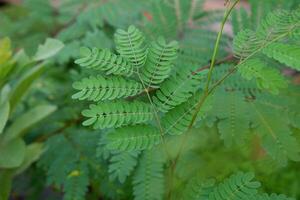 vicino su fotografia di il Caesalpinia pulcherrima pianta o pavone fiore le foglie foto