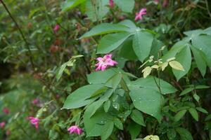 fotografia di bellissimo rosa rosa mollis fiore pianta nel il giardino foto