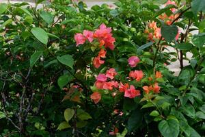 fotografia di carta fiori o quelli con il latino nome bouganville con un' naturale sfondo foto