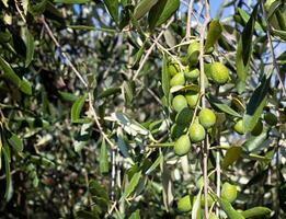 oliva ramo con toscana olive foto