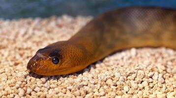 argyrogena fasciolata o banded corridore serpente foto