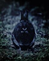 nero coniglio fotografato a vicino foto