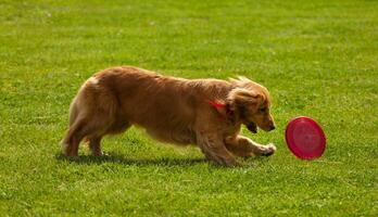 giocando d'oro cane da riporto attraente frisbee foto