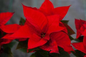rosso poinsettia fiore, anche conosciuto come il Natale stella o bartolomeo stella. foto
