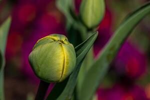 giovane verde nuovo mini cuffie di tulipano fiori germoglio su e crescita nel primavera stagione foto