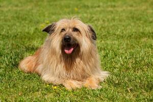 lhasa apso cane foto