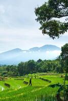 bellissimo mattina Visualizza a partire dal Indonesia di montagne e tropicale foresta foto