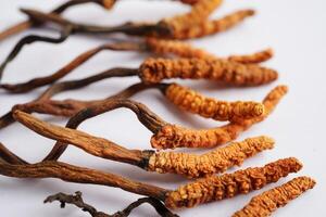 cordyceps sinensis o ofiocordyceps sinensis isolato su bianca sfondo, fungo erba trattamento medicinale. foto