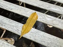 il giallo foglia sfondo è su il sedia foto