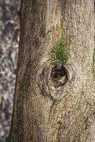 vicino su di Marrone albero tronco con muschio in crescita su un' ramo buco con sfocato sfondo foto