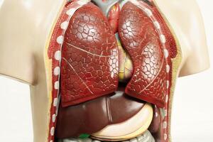 polmone, umano corpo anatomia organo modello per studia formazione scolastica medico corso isolato su bianca sfondo. foto
