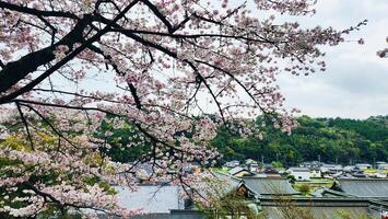 aereo Visualizza di ciliegia fiorire alberi e yutoku inari santuario nel Giappone, sakura, primavera sfondo foto