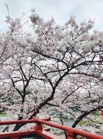 aereo Visualizza di ciliegia fiorire alberi e yutoku inari santuario nel Giappone, sakura, primavera sfondo foto