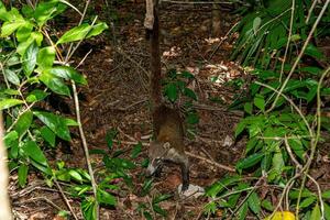 messicano coati nel il giungla, nasua nasua foto