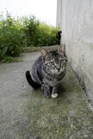 abbandonato gatto nel strada foto