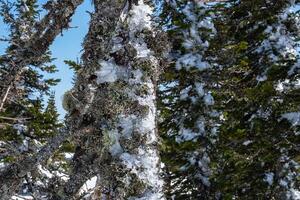 nevoso congelato pino alberi. foto