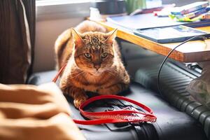 domestico gatto nel il treno allenatore bugie su valigia. in viaggio con animale domestico concetto. foto