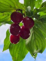 corniolo. corniolo frutti di bosco su un' ramo. maturo rosso corniolo frutti di bosco foto