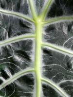 alocasia polly. alocasia le foglie. floreale sfondo con verde le foglie foto