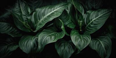 le foglie di spathiphyllum cannifoglio astratto verde buio struttura natura sfondo tropicale foglia decorativo sfondo scena foto