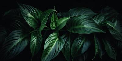 le foglie di spathiphyllum cannifoglio astratto verde buio struttura natura sfondo tropicale foglia decorativo sfondo scena foto