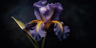 buio pianta floreale iris fiori decorazione sfondo scena foto