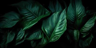 le foglie di spathiphyllum cannifoglio astratto verde buio struttura natura sfondo tropicale foglia decorativo sfondo scena foto