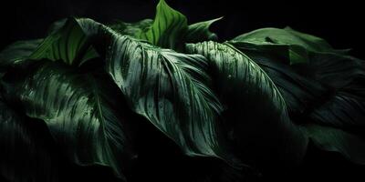 le foglie di spathiphyllum cannifoglio astratto verde buio struttura natura sfondo tropicale foglia decorativo sfondo scena foto