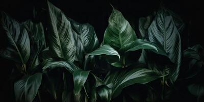 le foglie di spathiphyllum cannifoglio astratto verde buio struttura natura sfondo tropicale foglia decorativo sfondo scena foto