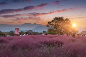 rosa muhly erba a tramonto vicino cheomseongdae nel Gyeongju, gyeongsangbuk-do, Sud Corea. foto