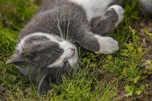 carino gatto dire bugie su il erba foto