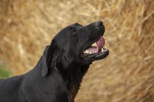 labrador cane ritratto foto