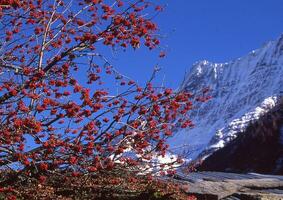 un' albero con rosso frutti di bosco su esso foto