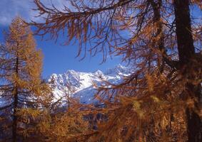 un' gruppo di alberi con giallo le foglie foto