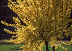 un' albero con giallo fiori nel il erba foto